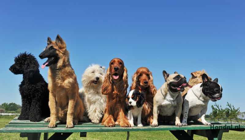 Verschillende hondenrassen naast elkaar — de rassengids van Hond.nl