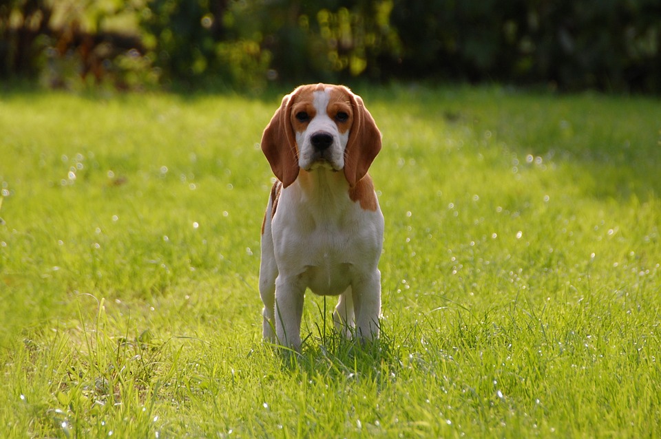 Hond in een grasveld