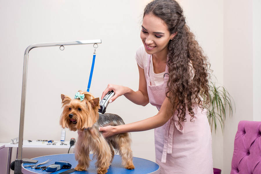 Hond wordt getrimd met een tondeuse
