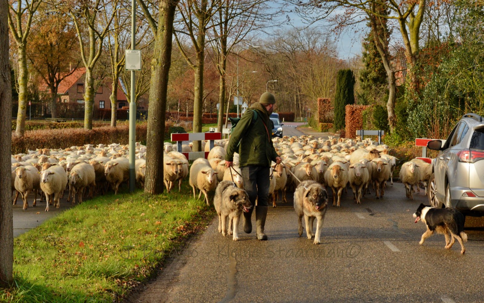Karpatische herdershond — foto 3