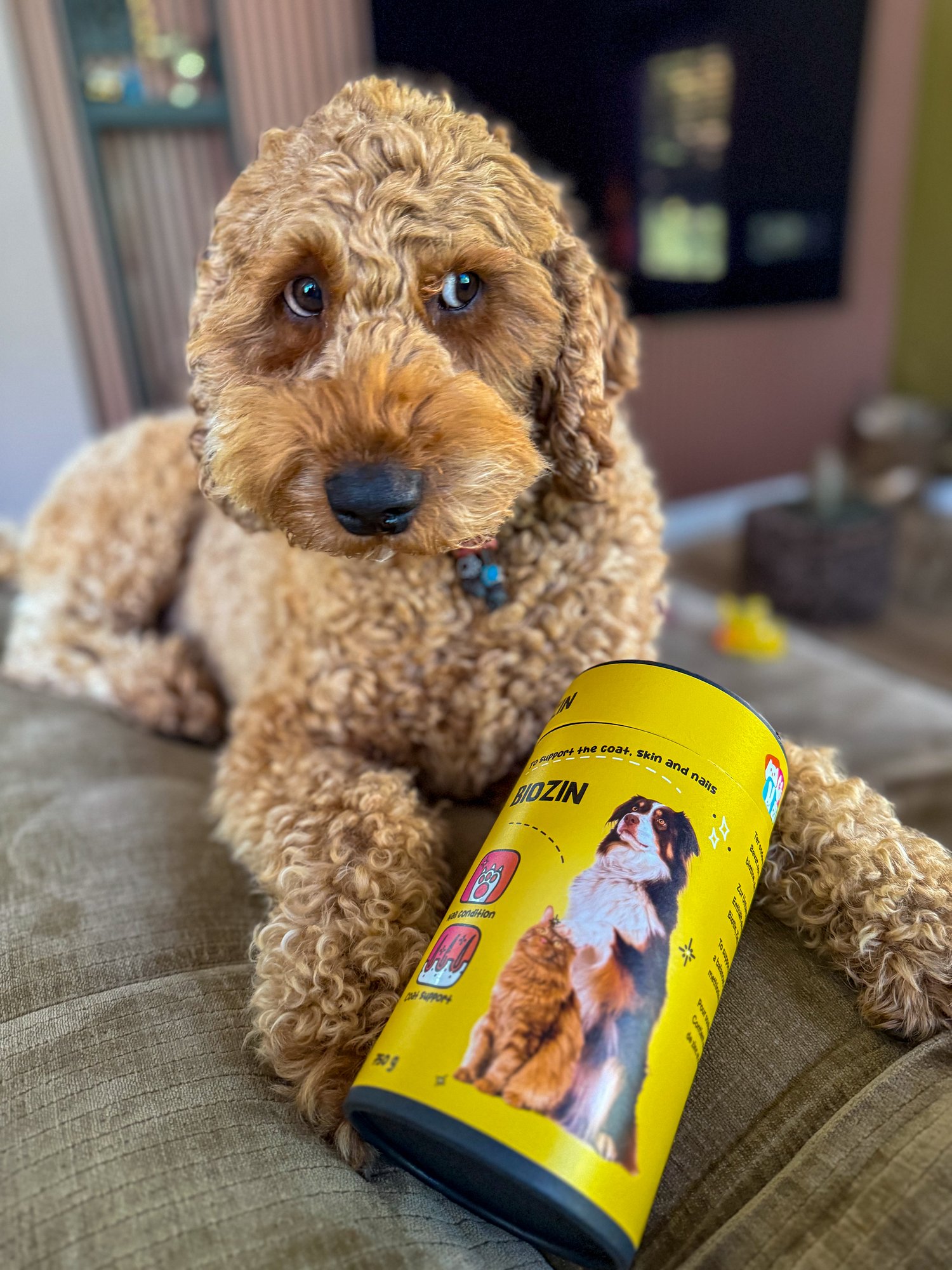 Hond op de bank met een koker Excellent Pets Biozin van 750 gram