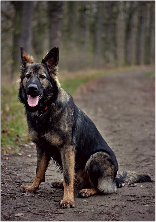 Duitse herder zittend