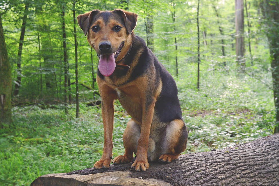 Hond aanleren om te blijven