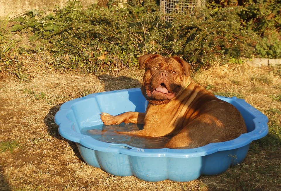 Afkoelen grote hond