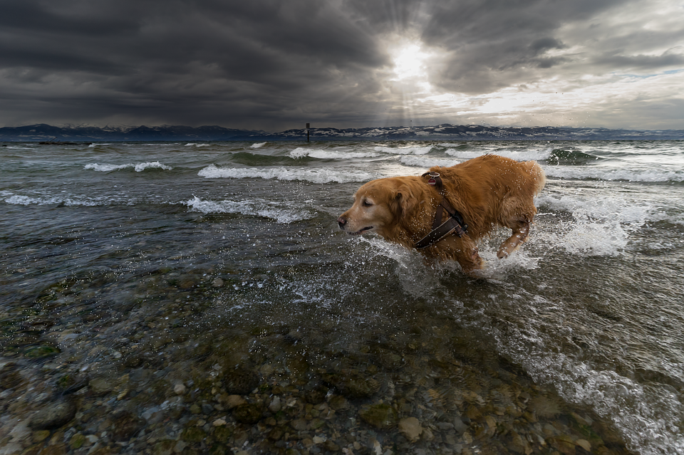 Hond loopt uit water