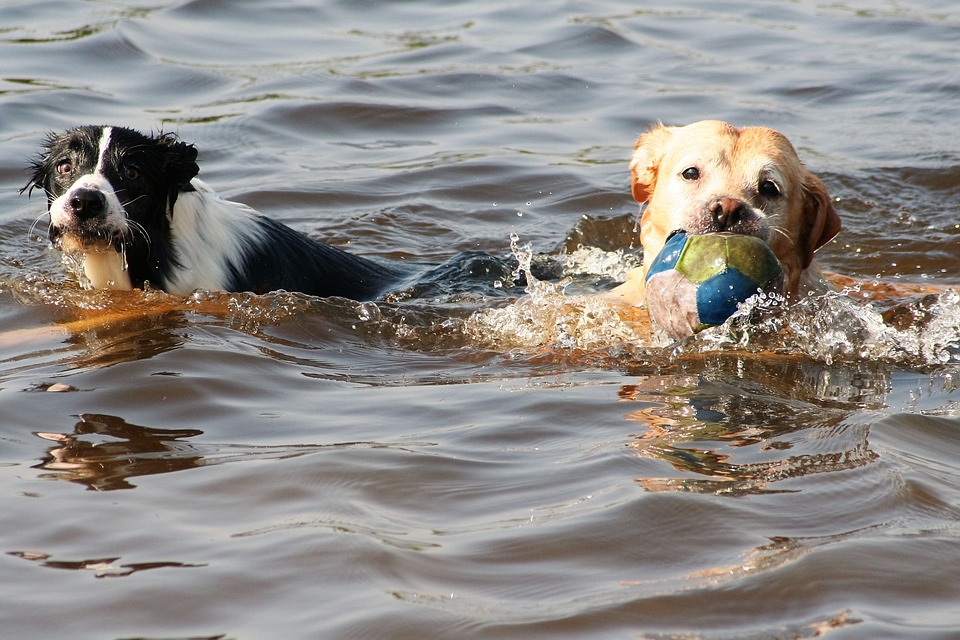 Zwemmende honden met bal