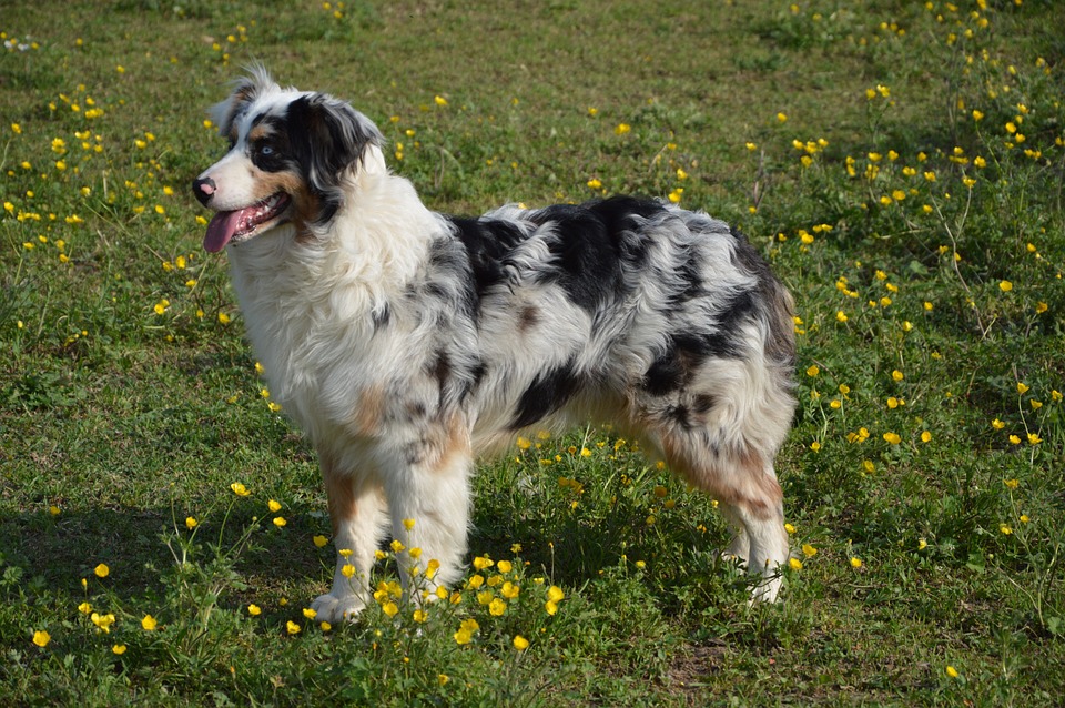 Tricolor Australian Shepherd