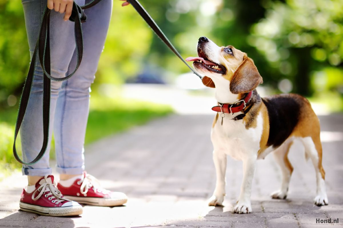 Hond wacht netjes naast baasje