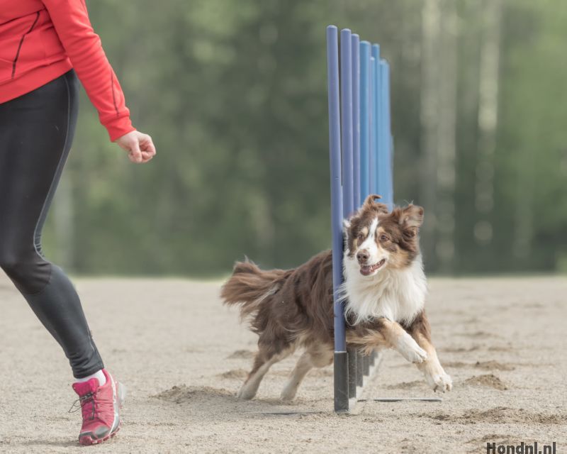 Agility aussie