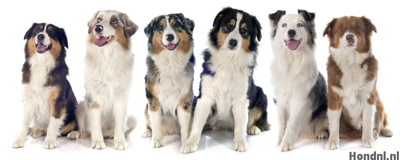 Soorten australian shepherds