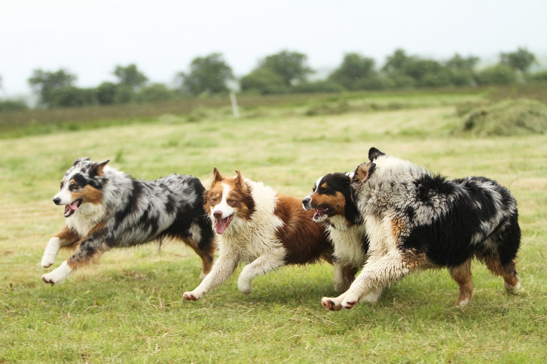 Australische herder kleuren