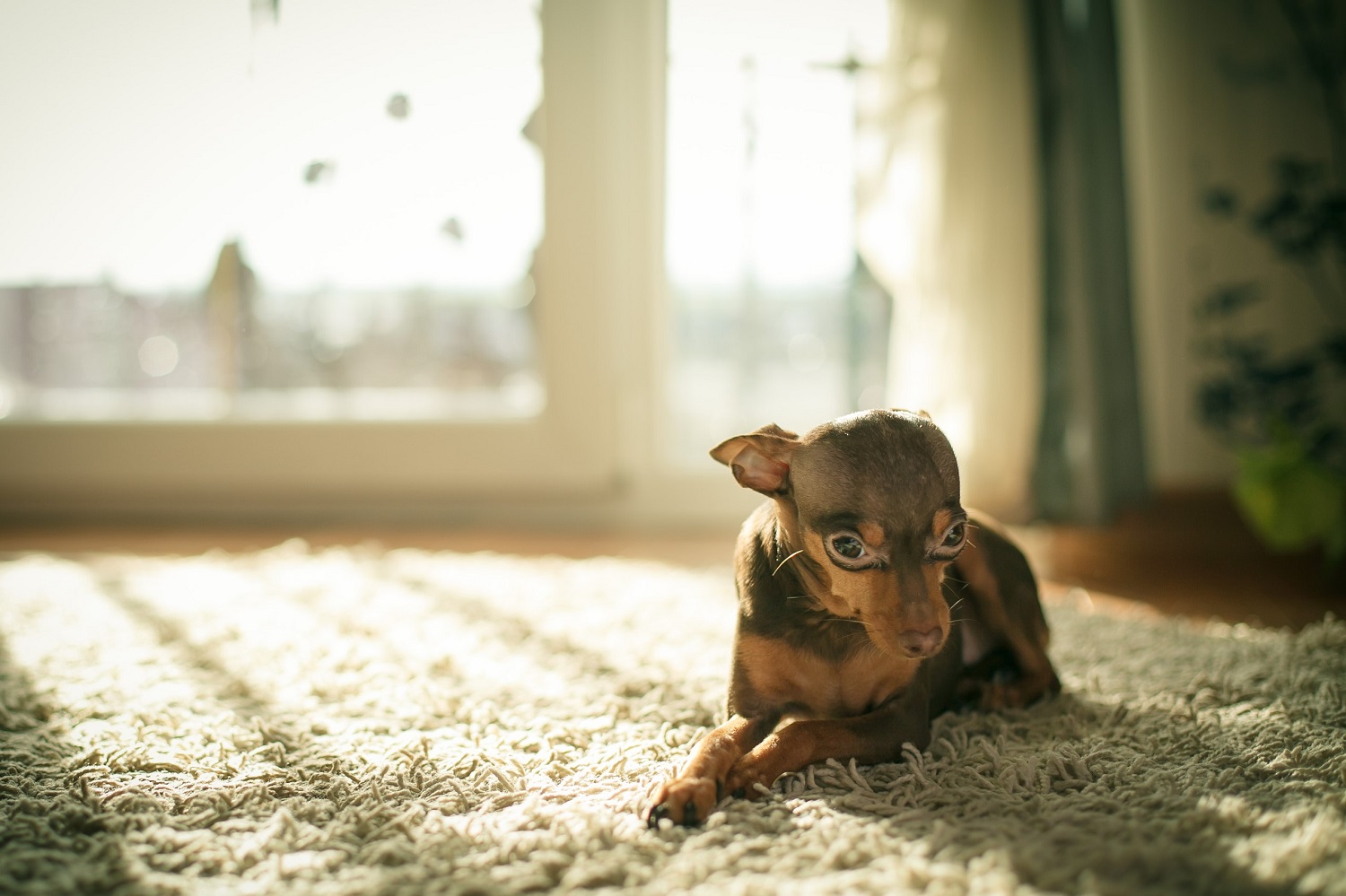 Bange hond