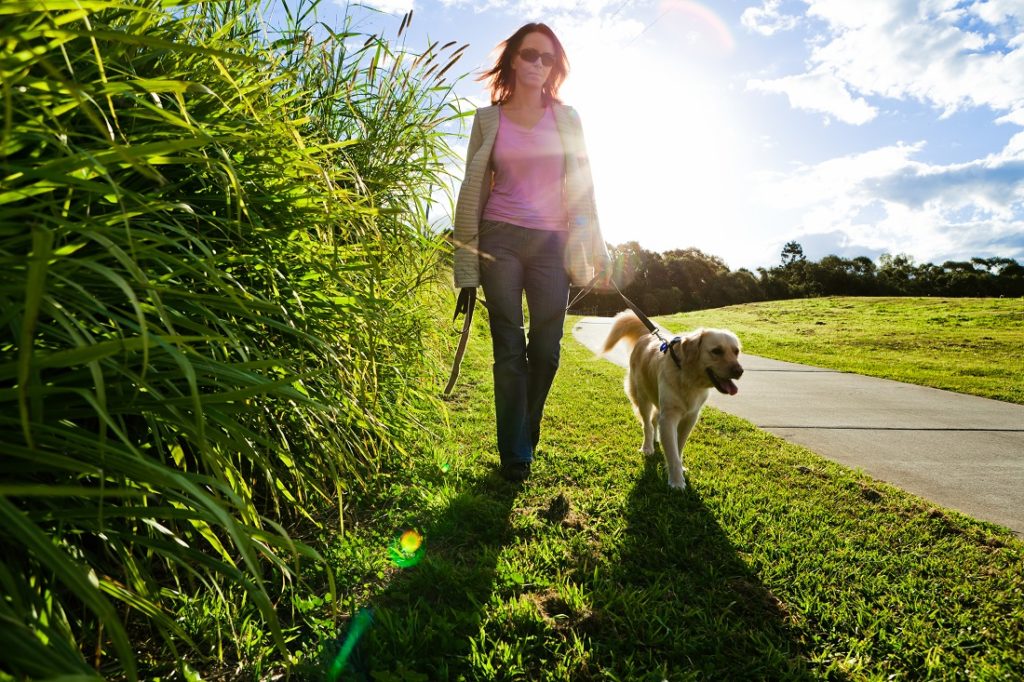 Hond loopt zonder trekken