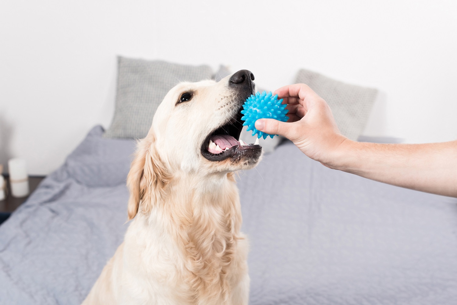 Spelen met hond