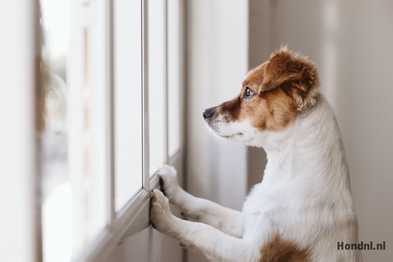 Hond bang alleen
