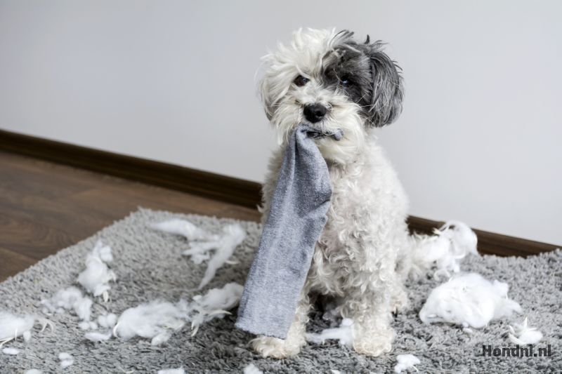 Hond sloopt spullen
