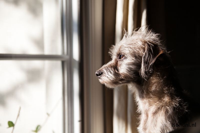 Verlatingsangst oude hond