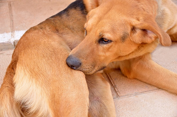 Hond bijt door vlooien