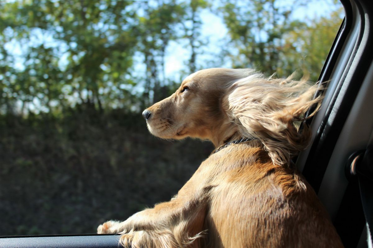 Puppy in auto