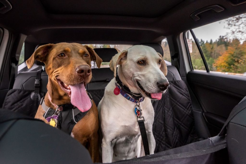 Twee honden in auto