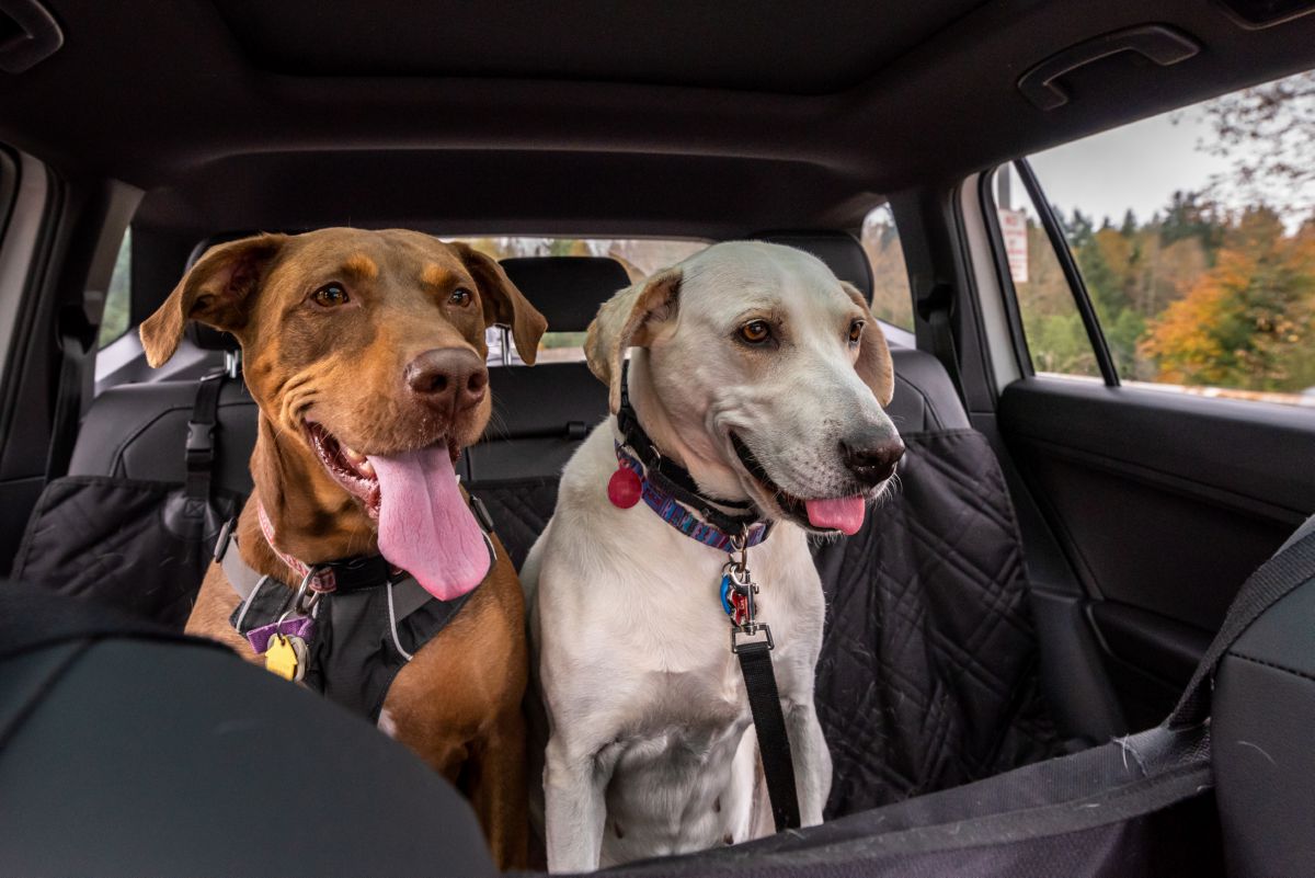 Twee honden in auto