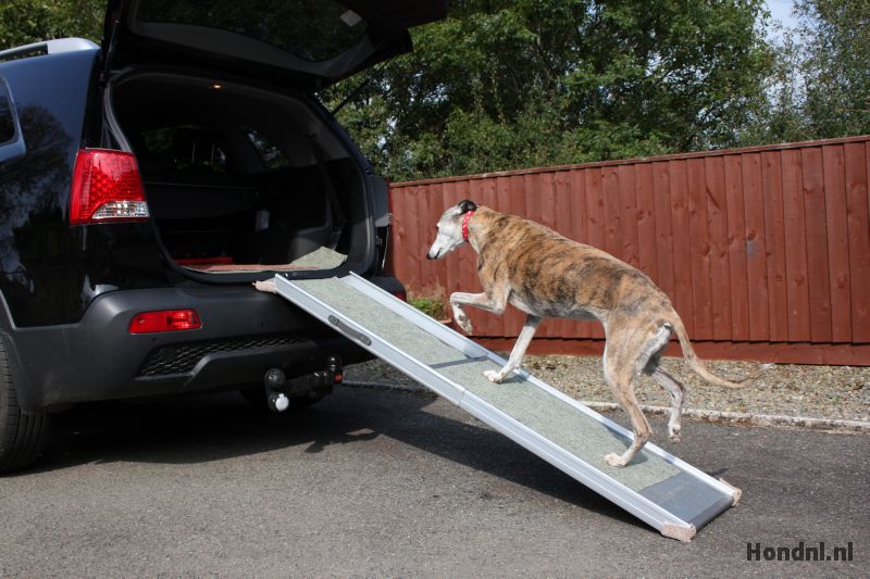 Hond loopt over plank