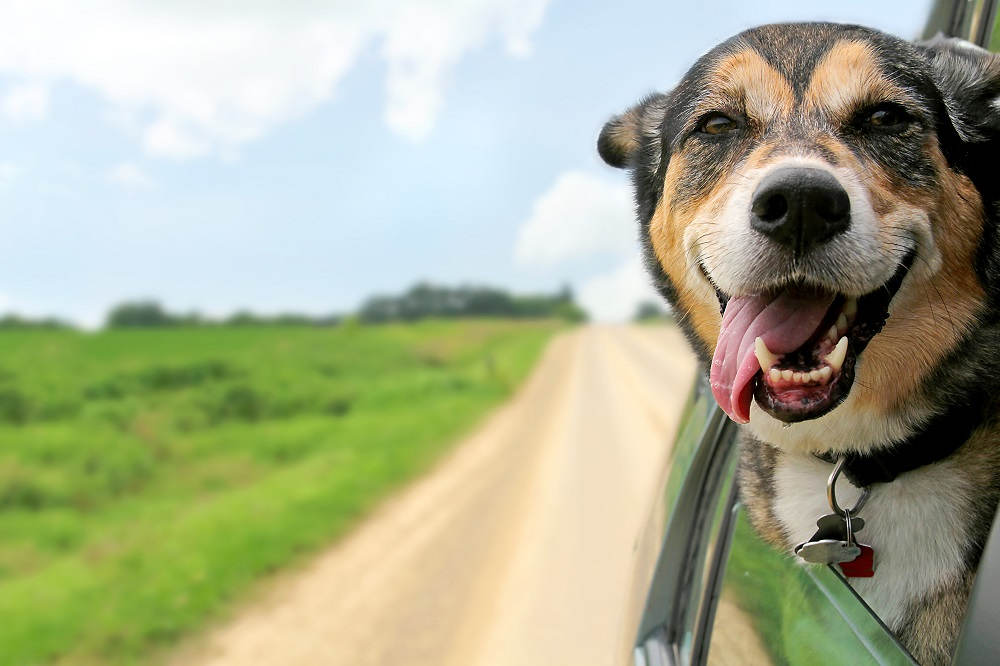Hond uit raam auto