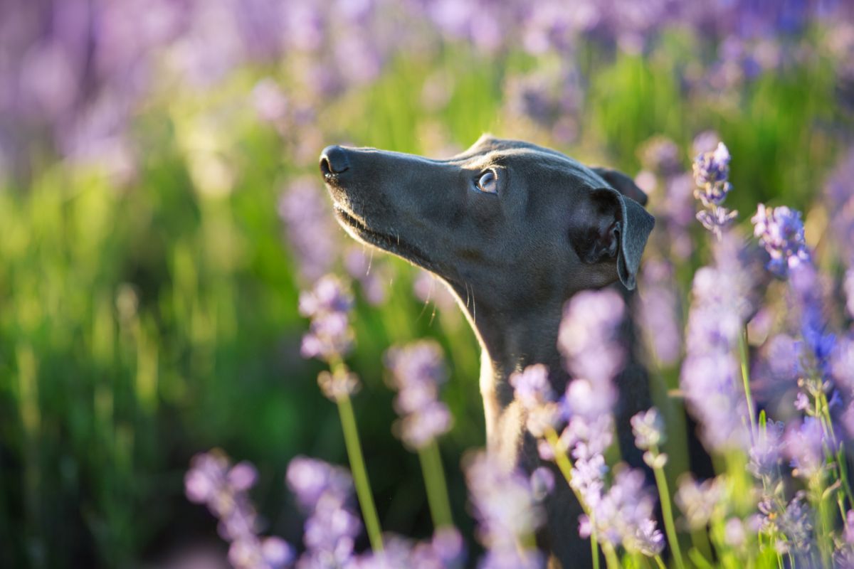 Italiaanse windhond tussen de bloemen