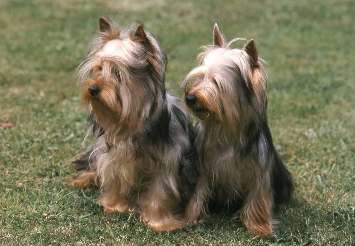 Twee Australische Silky Terriër honden