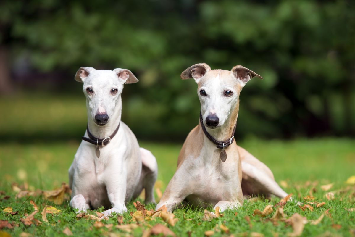 Twee Whippet honden