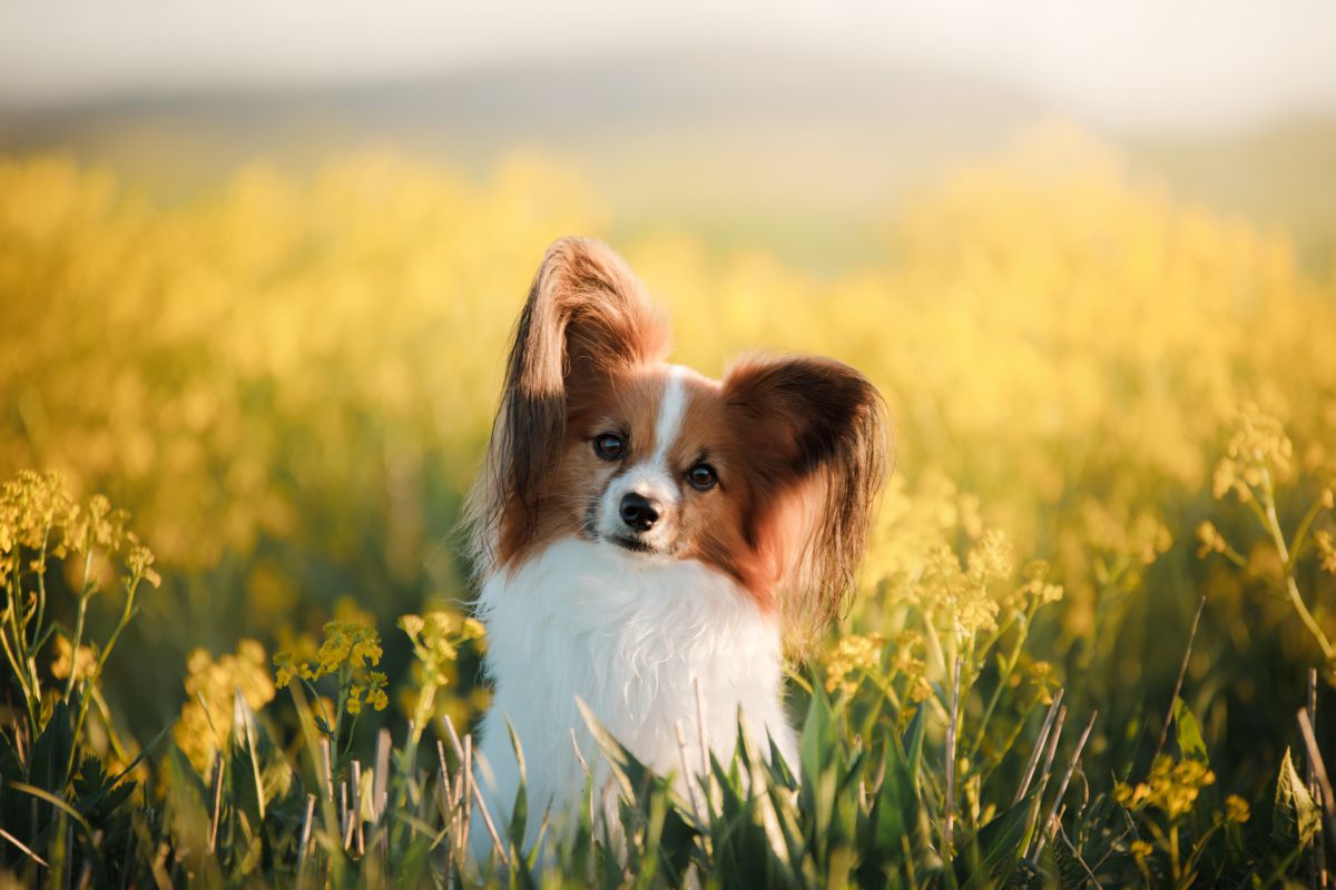 Vlinderhondje buiten