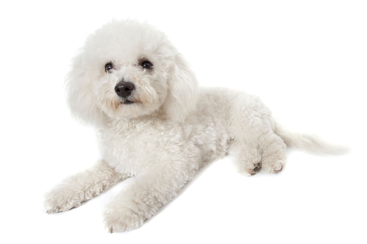 Witte Bichon Frisé