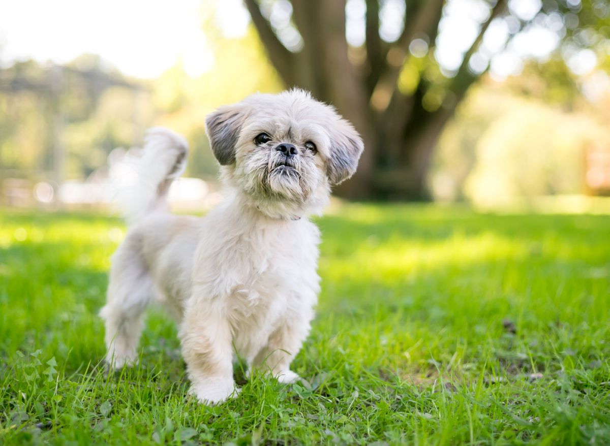 Witte Shih Tzu