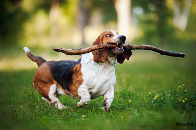Apporterende basset