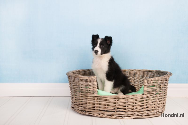 Border collie in Rieten hondenmand