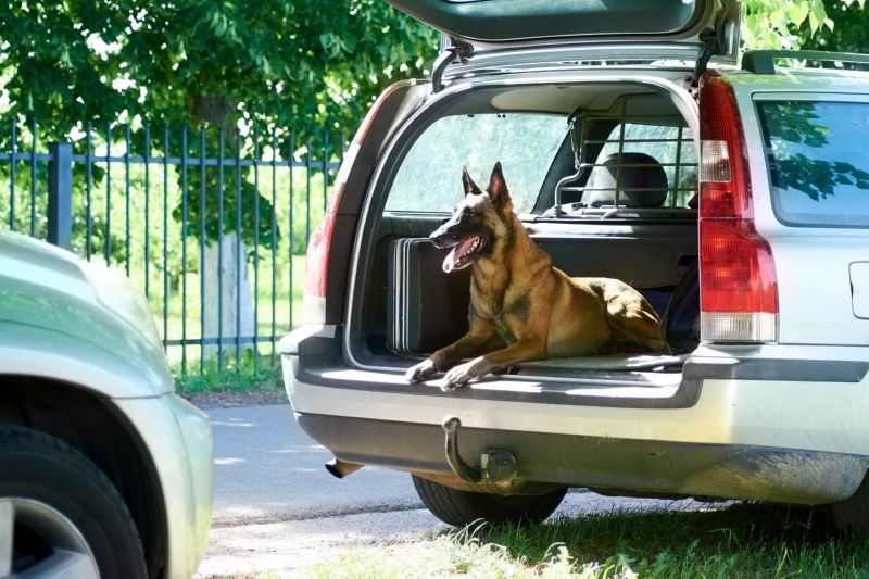 Herder in kofferbak auto