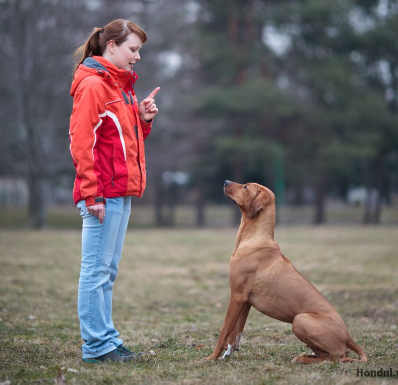 Hond zit en blijf leren