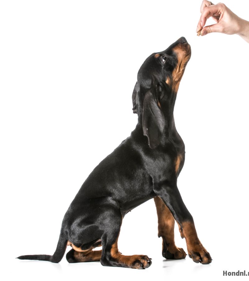 Doberman pup leren zitten