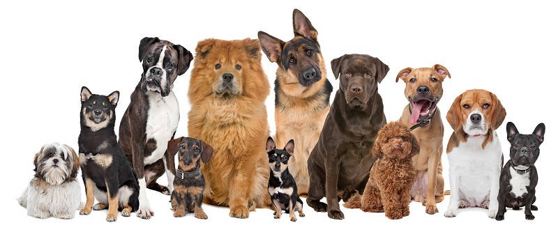 Honden herplaatsers