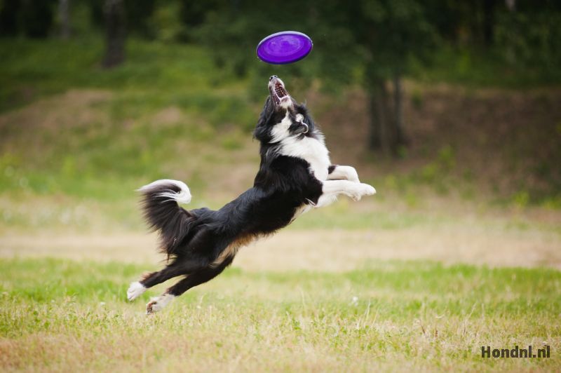 Bordercollie frisbee