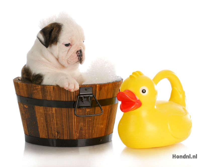 Hond en badeend