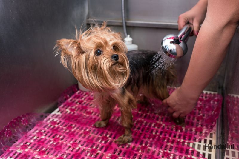Hond in wasserij