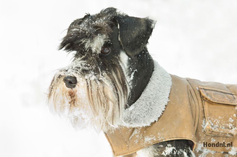 Hond met winterjas