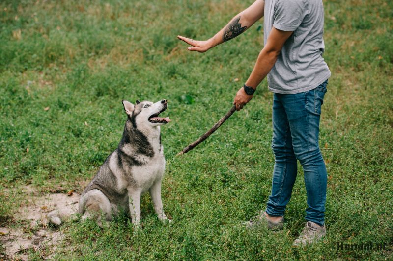 Hond training