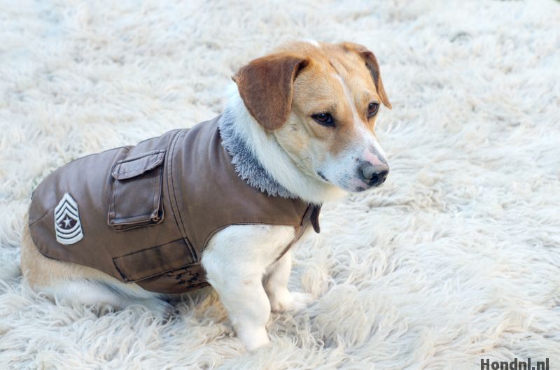 Hond winterjas