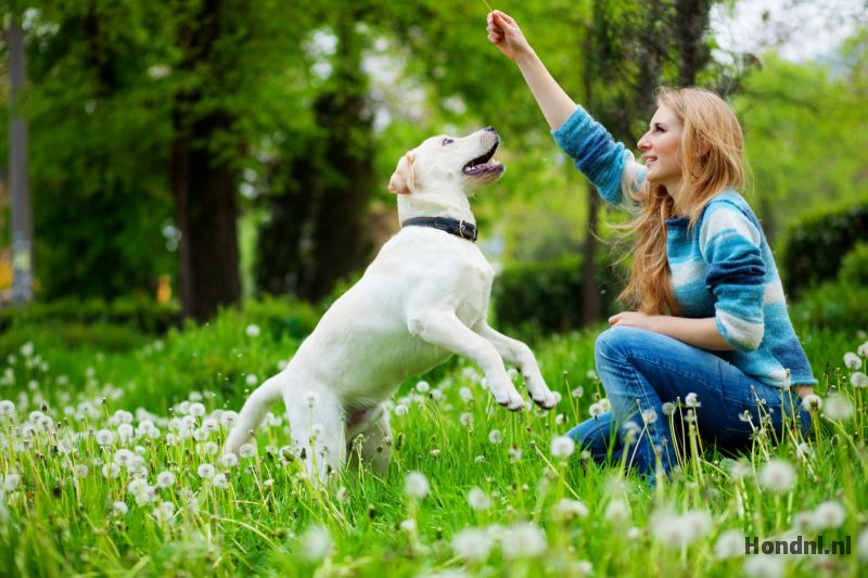 Labrador pup training