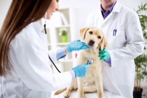 Hond bij de dierenarts