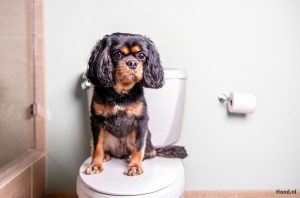 Hond zit op de wc