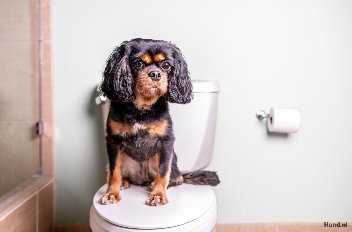 Hond zit op de wc