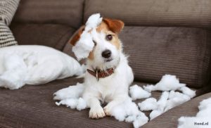 Hond sloopt kussen